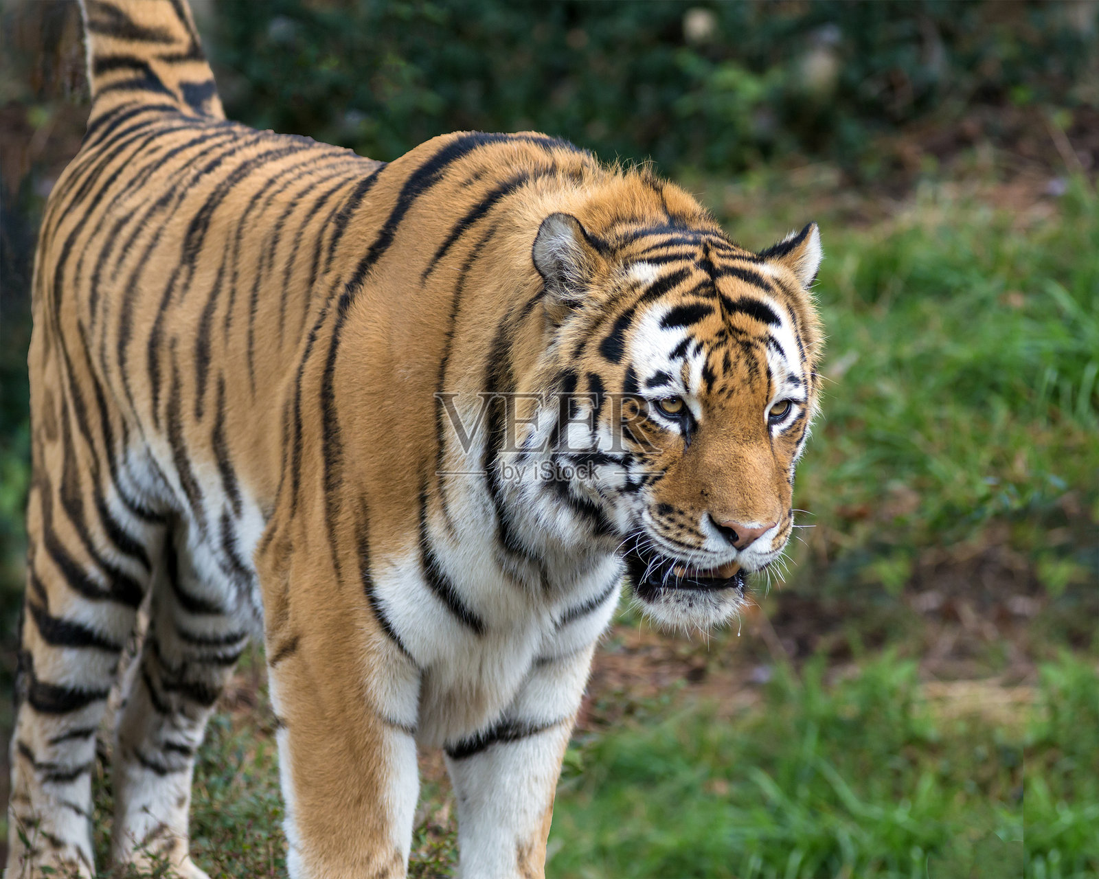 阿穆尔虎照片摄影图片