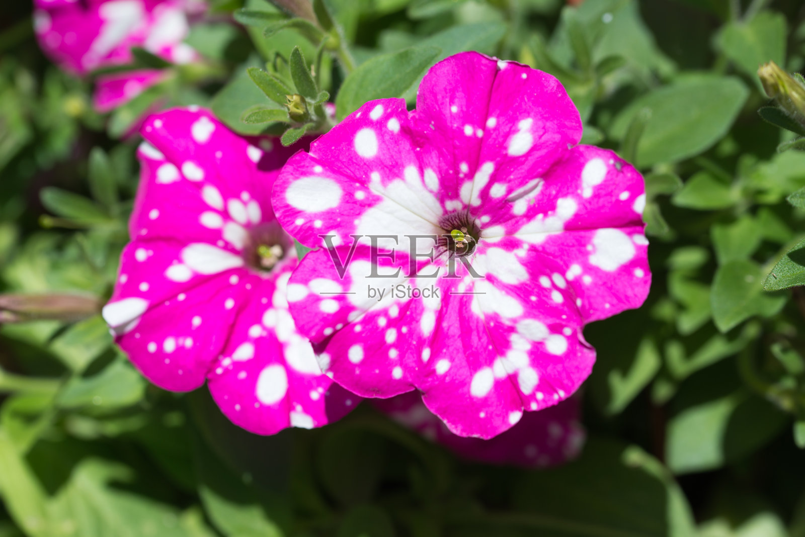 波斯菊花特写，选择性对焦照片摄影图片