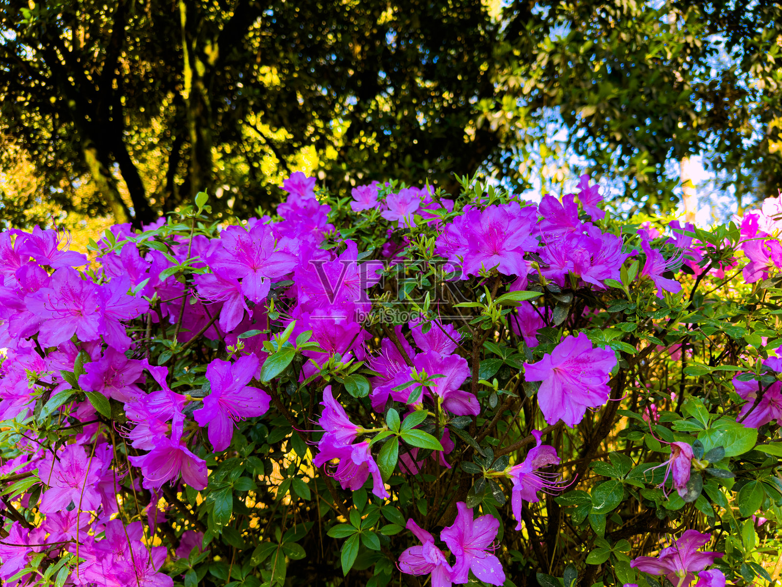 在阿贾拉的巴图米，阳光明媚的下午，鲜艳的粉色杜鹃花盛开。照片摄影图片