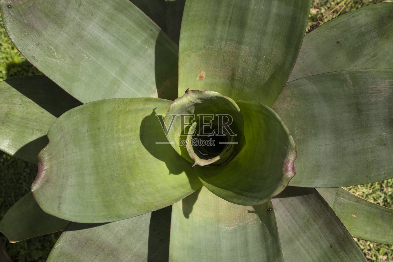 阿尔坎塔雷亚·帝国红叶的特写视图照片摄影图片