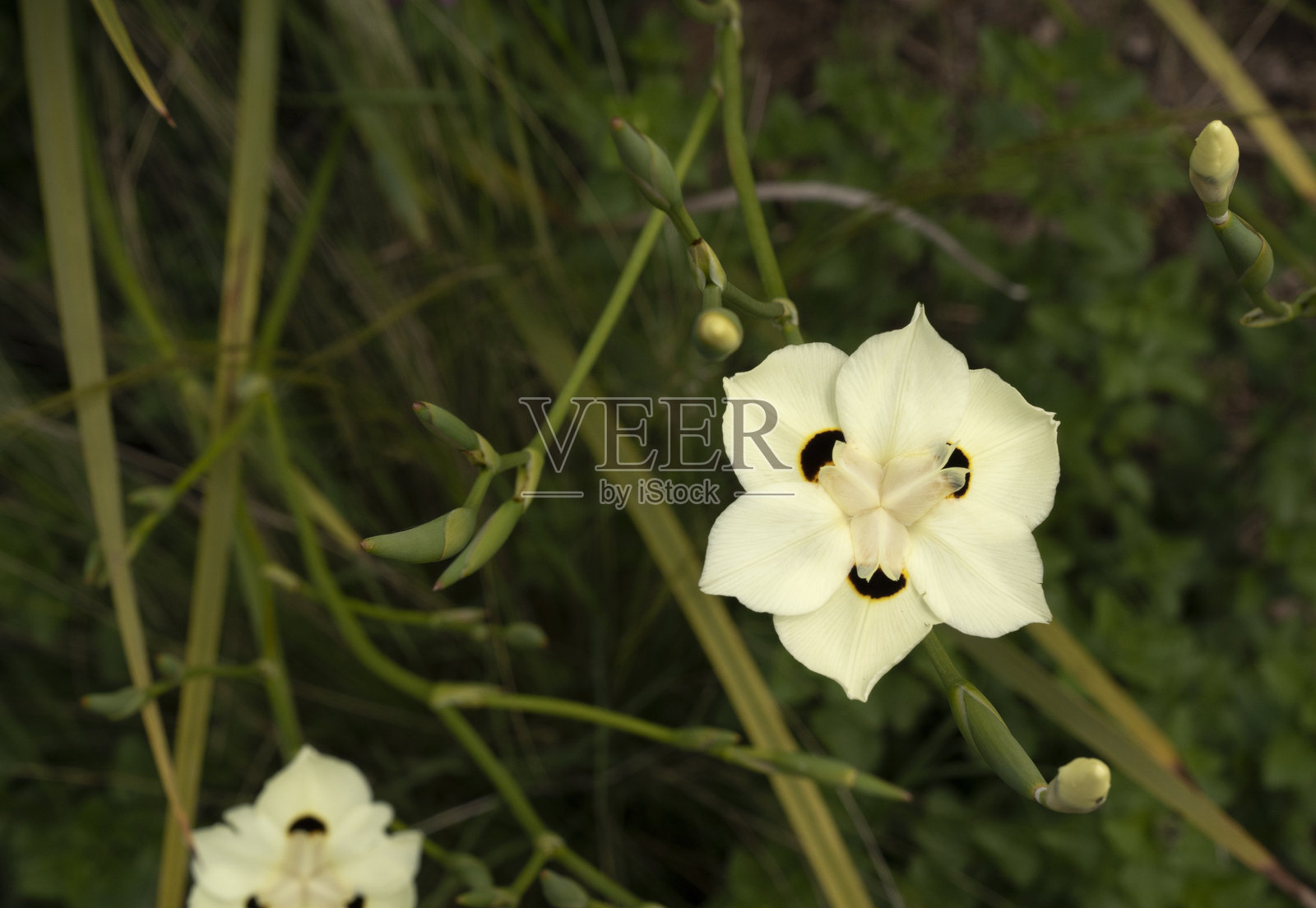 从上方俯视盛开的二色鸢尾黄色花朵在田野中绽放照片摄影图片