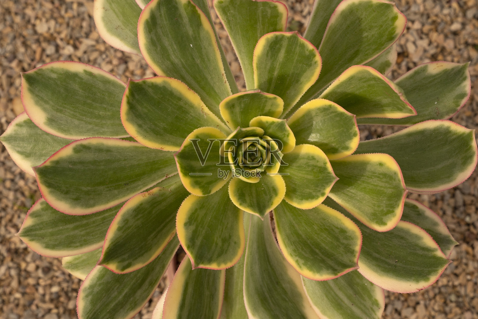 特写镜头下的太阳爆发多肉植物五彩斑斓的叶子照片摄影图片