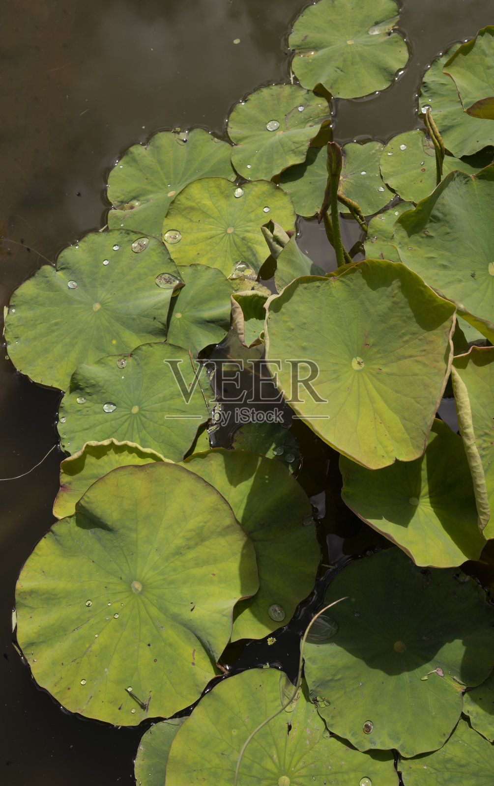 莲花绿叶的特写视图照片摄影图片