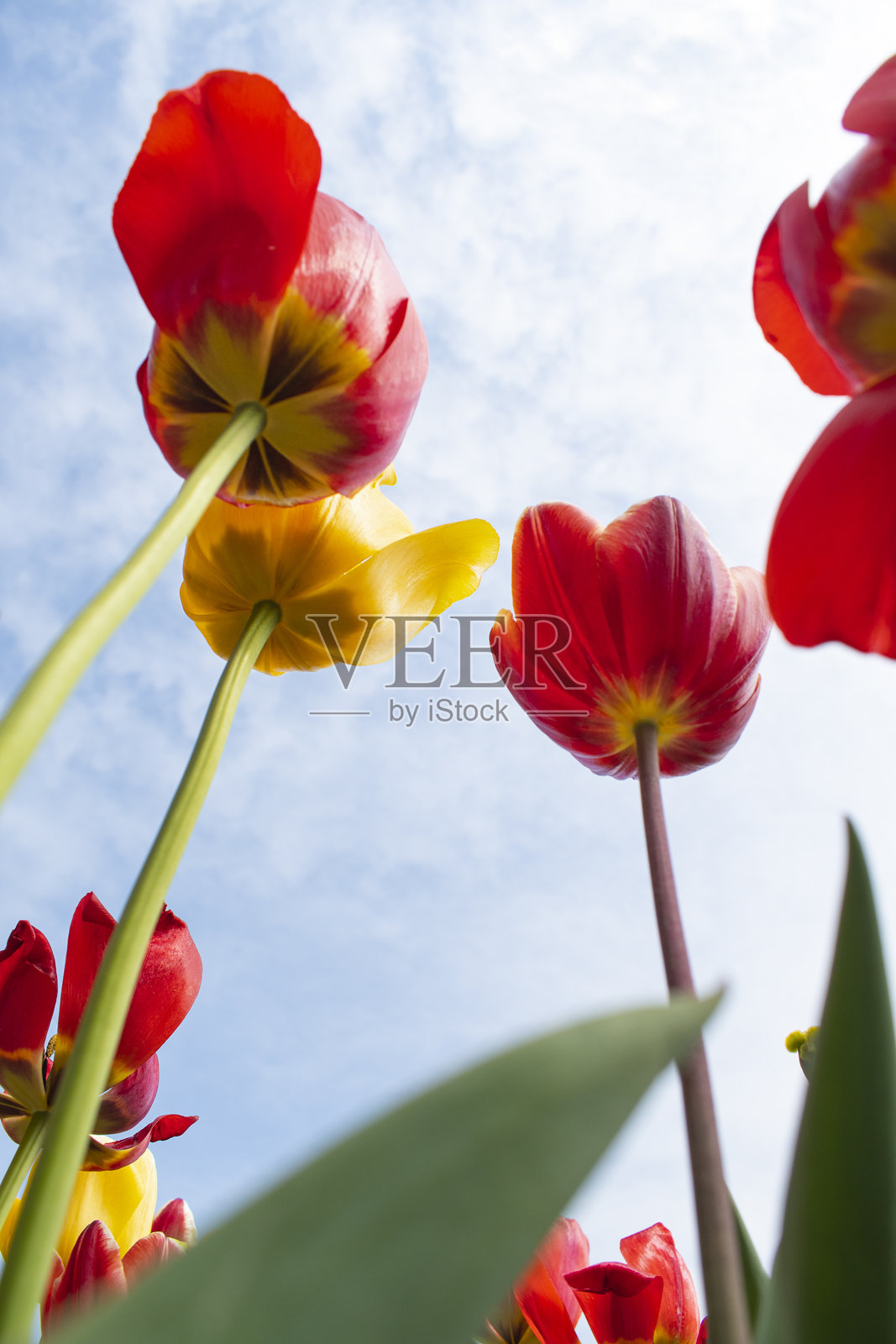 五彩缤纷的郁金香花与天空照片摄影图片