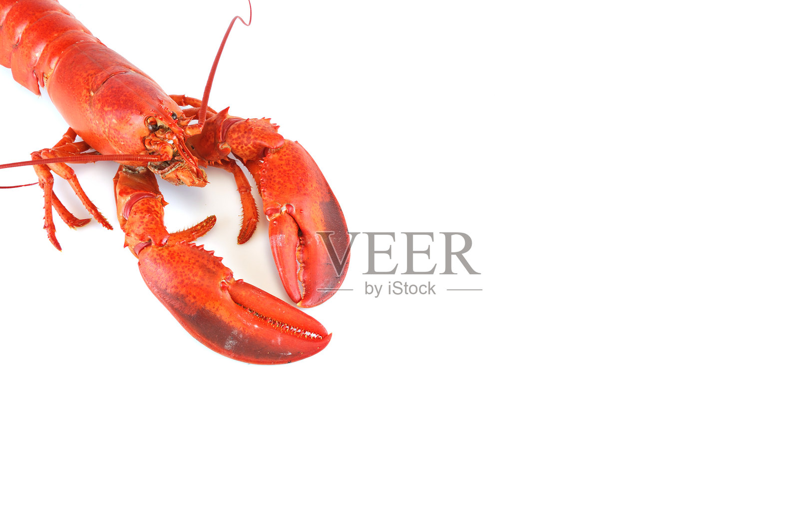 single cooked red lobster isolated on white background照片摄影图片