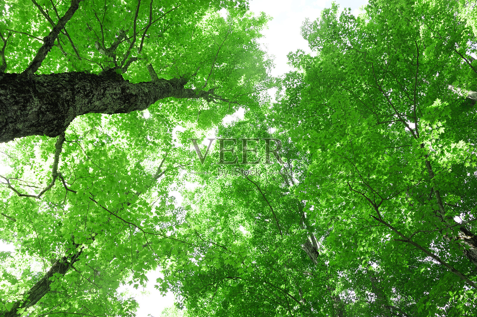 低角度视图的绿色树木照片摄影图片