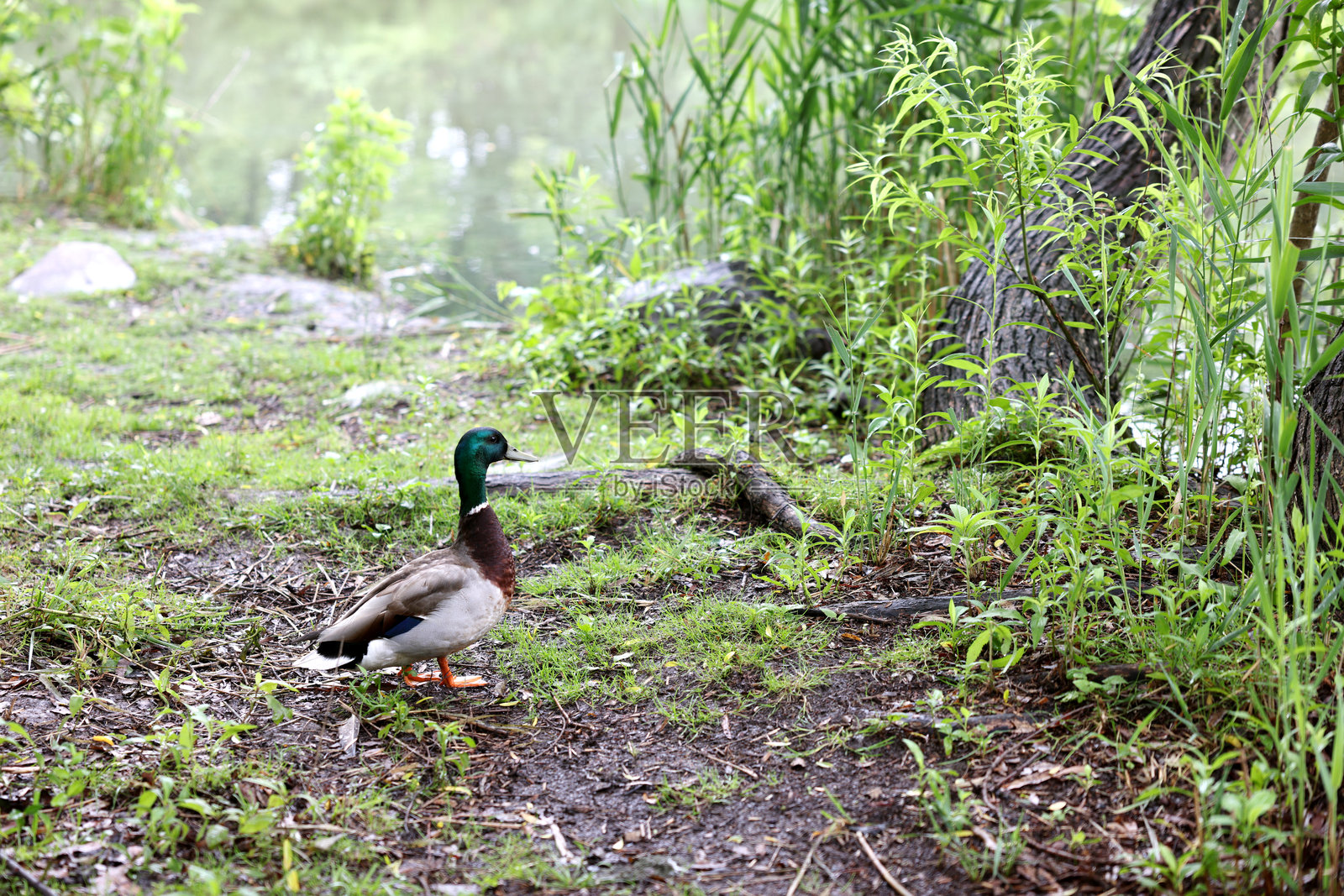 鸭子照片摄影图片