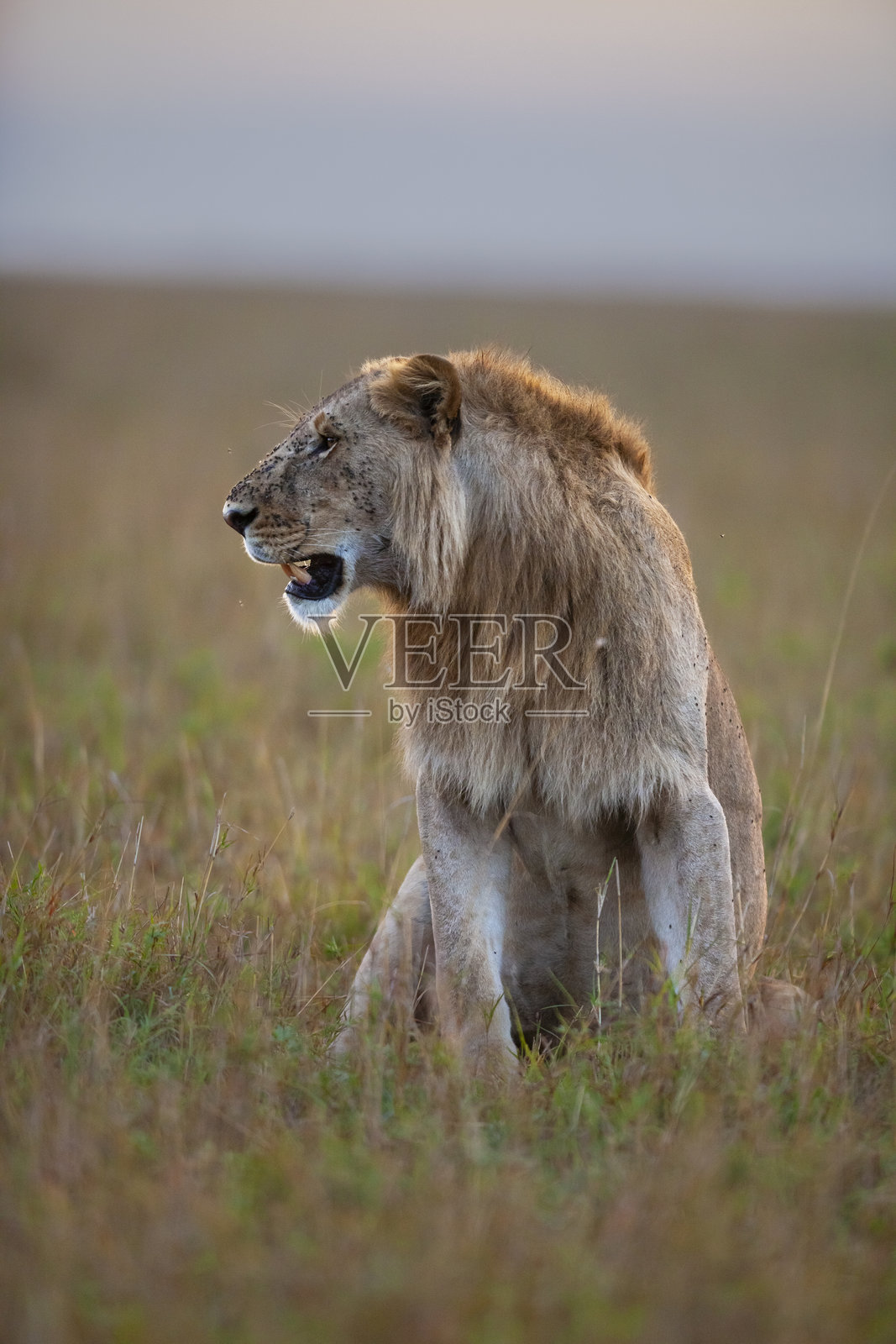 非洲狮（Panthera leo），马赛马拉，肯尼亚照片摄影图片