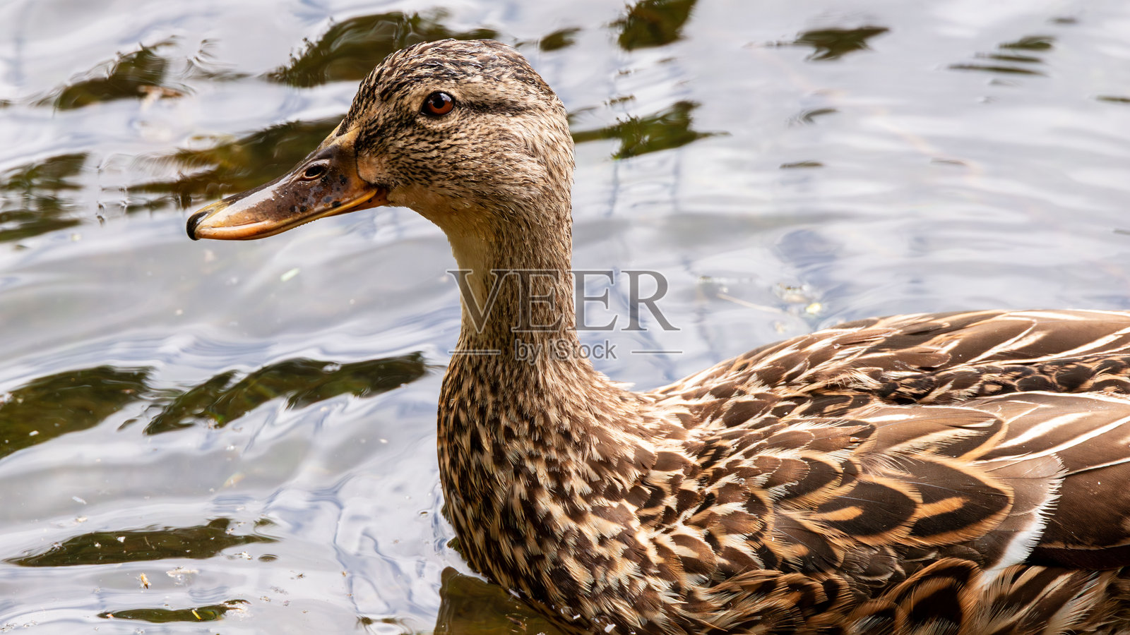 野鸭特写镜头照片摄影图片