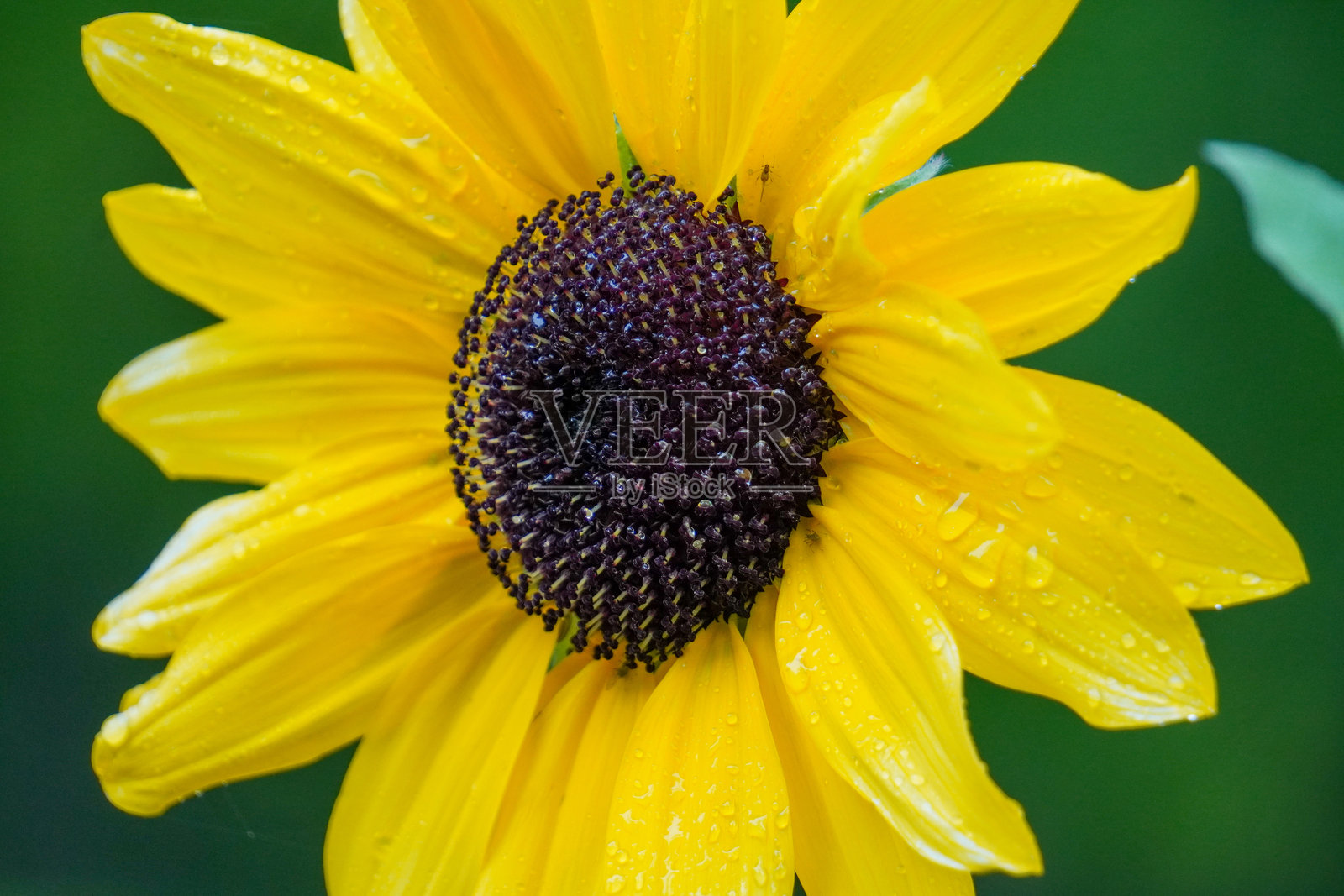 阳光的微光照片摄影图片