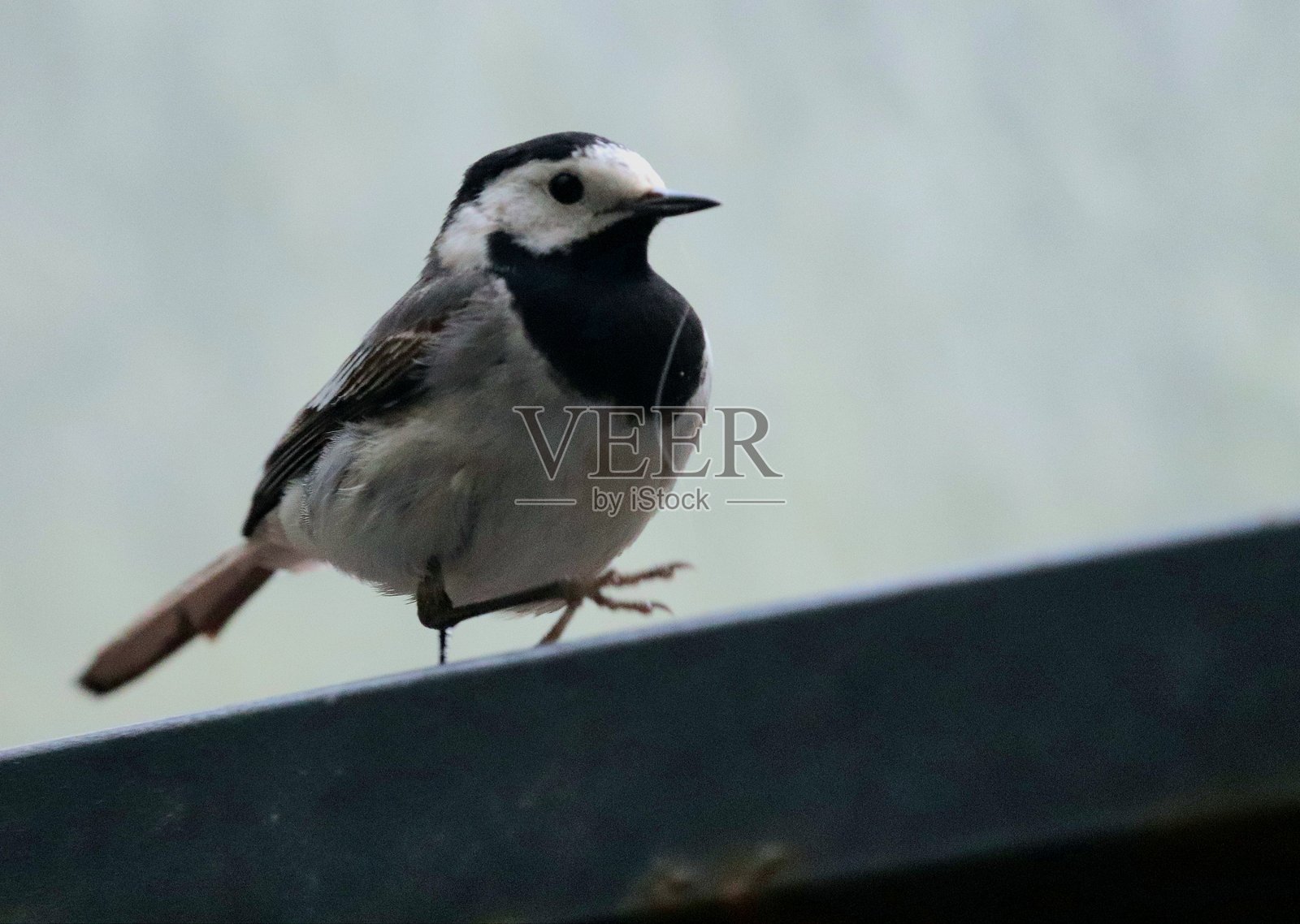 鸟儿筑巢照片摄影图片