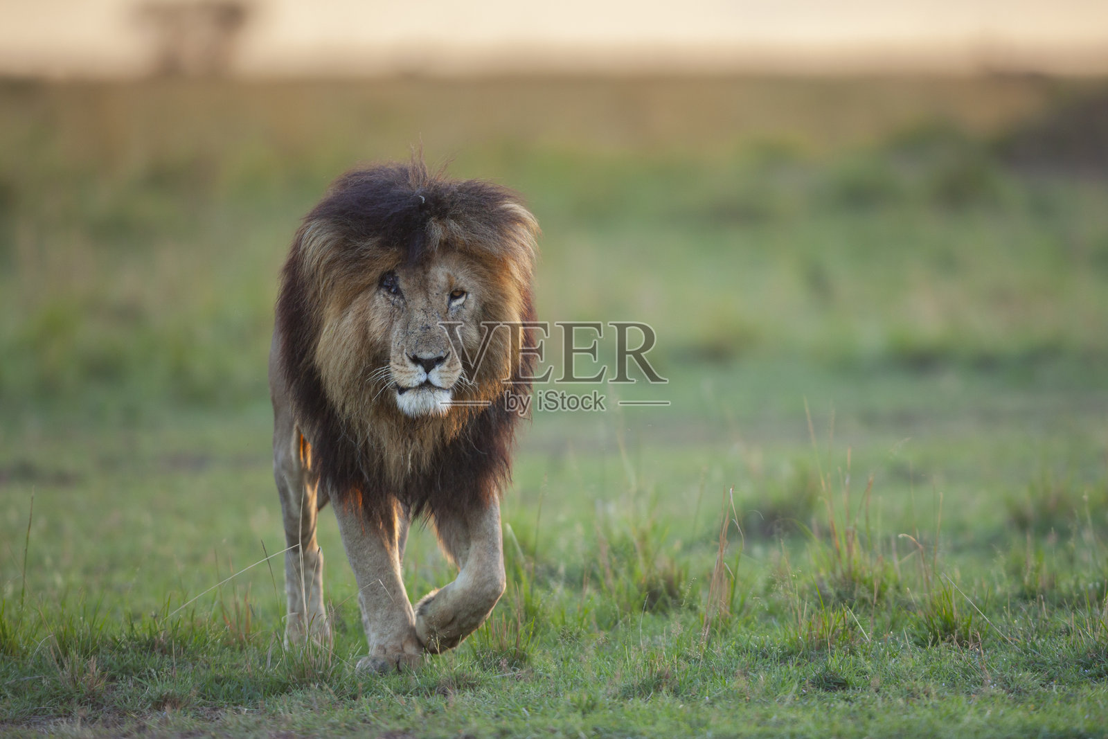 非洲狮（Panthera leo），马赛马拉，肯尼亚照片摄影图片