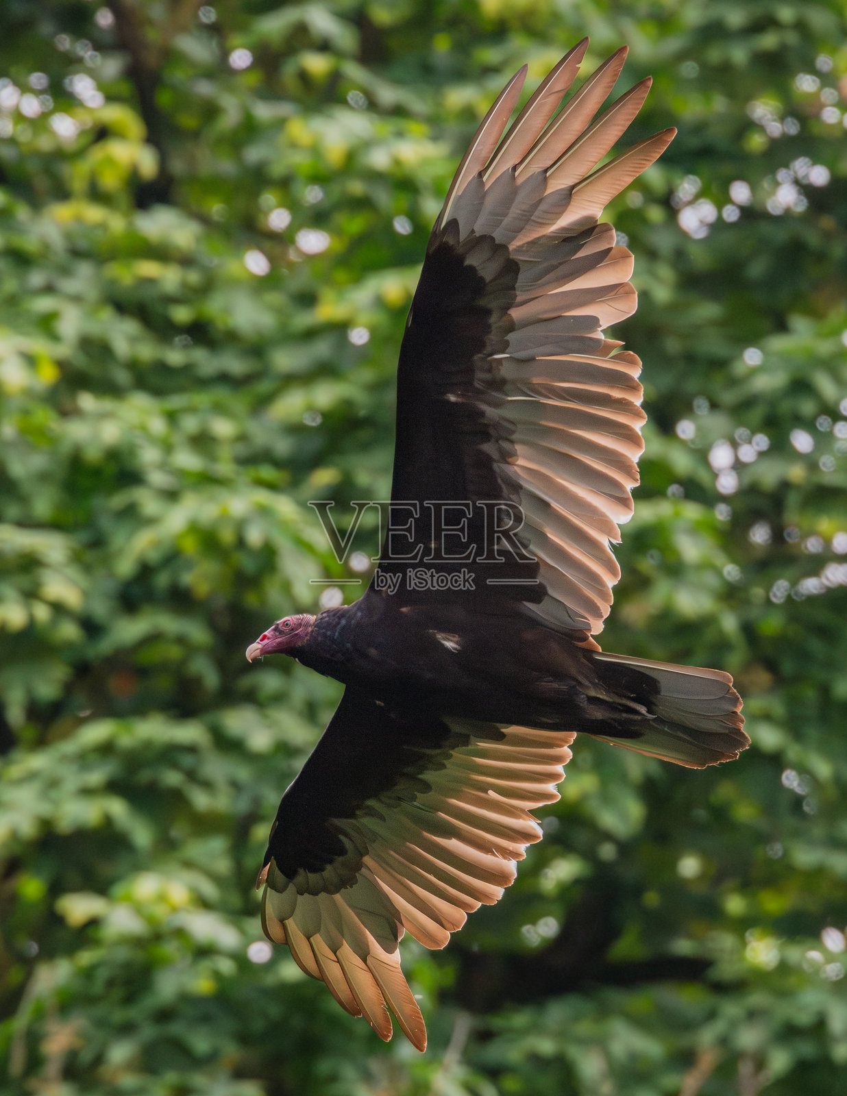 飞翔的秃鹫照片摄影图片