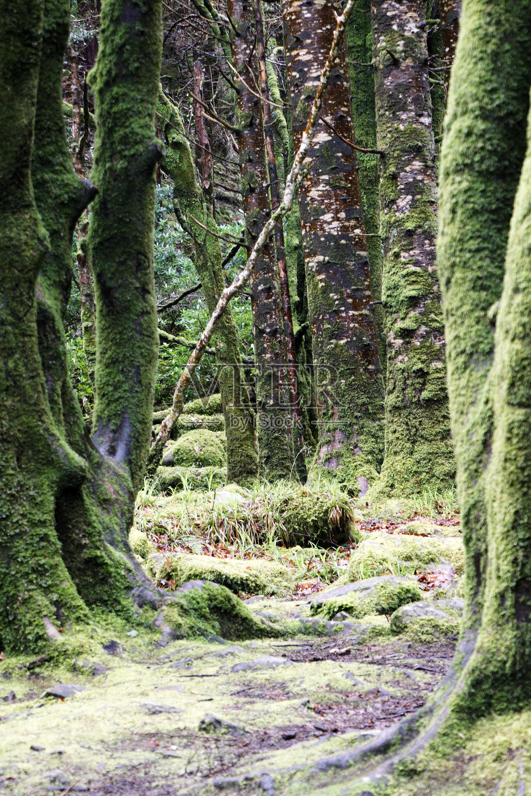 基拉尼国家公园里尼达纳森林中的苔藓覆盖树木照片摄影图片