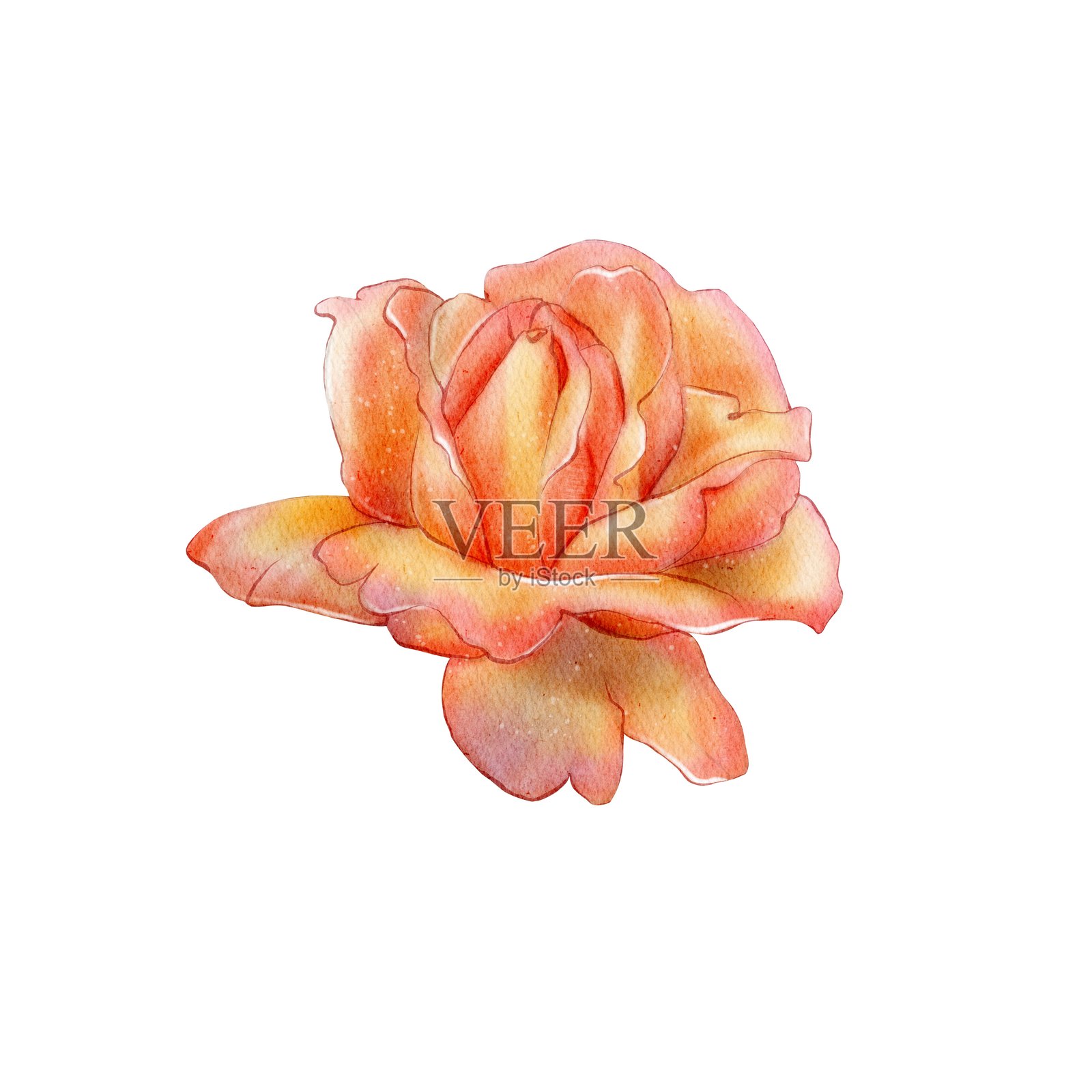 橙色玫瑰花头插图插画图片素材