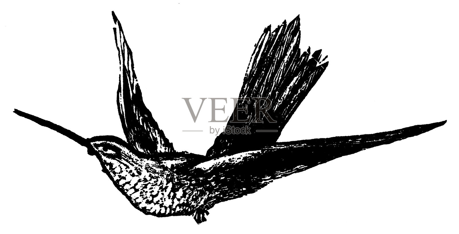 19世纪的蜂鸟插画图片素材