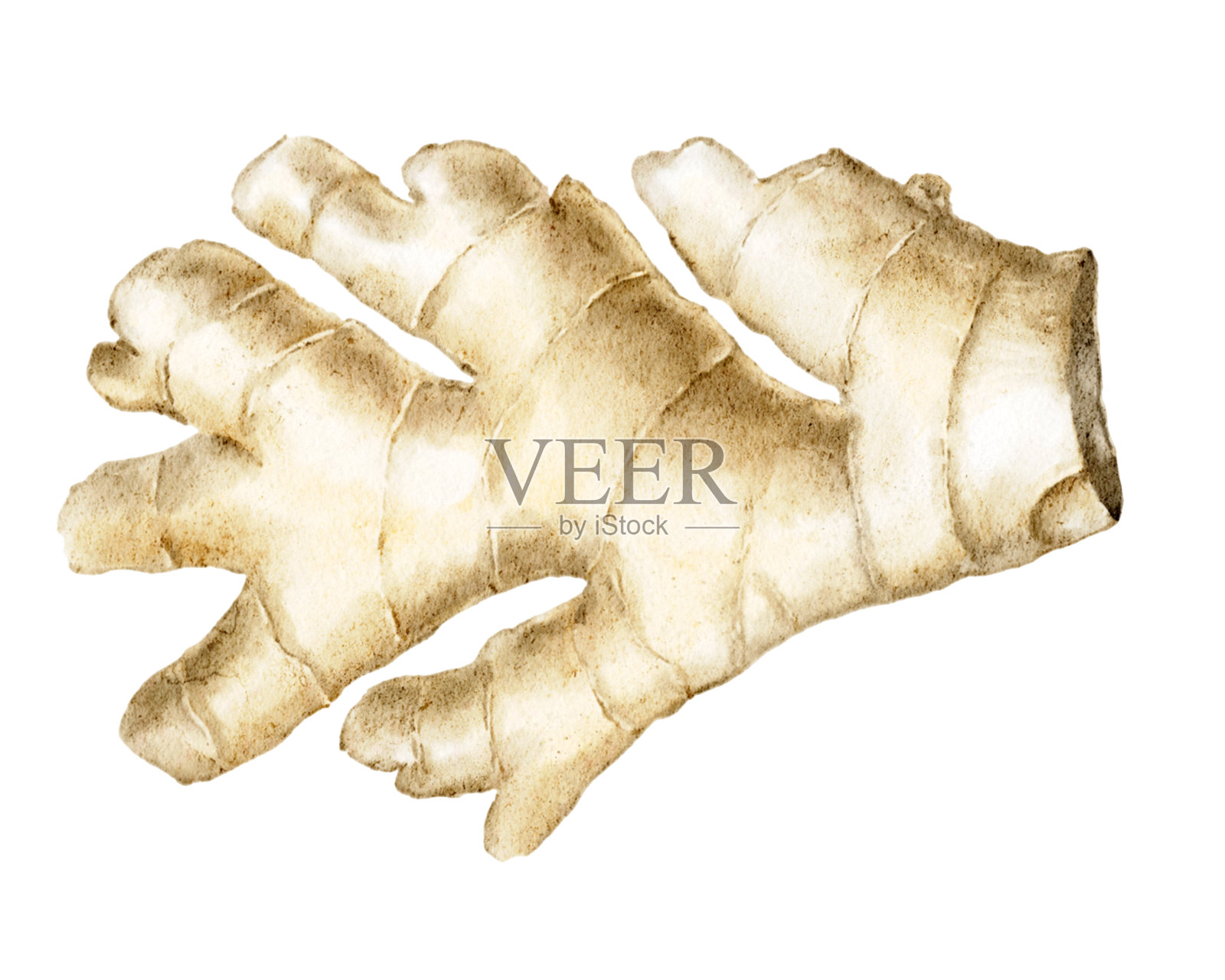 水彩插图的新鲜姜根。手绘的香料元素，独立于白色背景，非常适合用于包装、食谱、茶和天然药物。插画图片素材