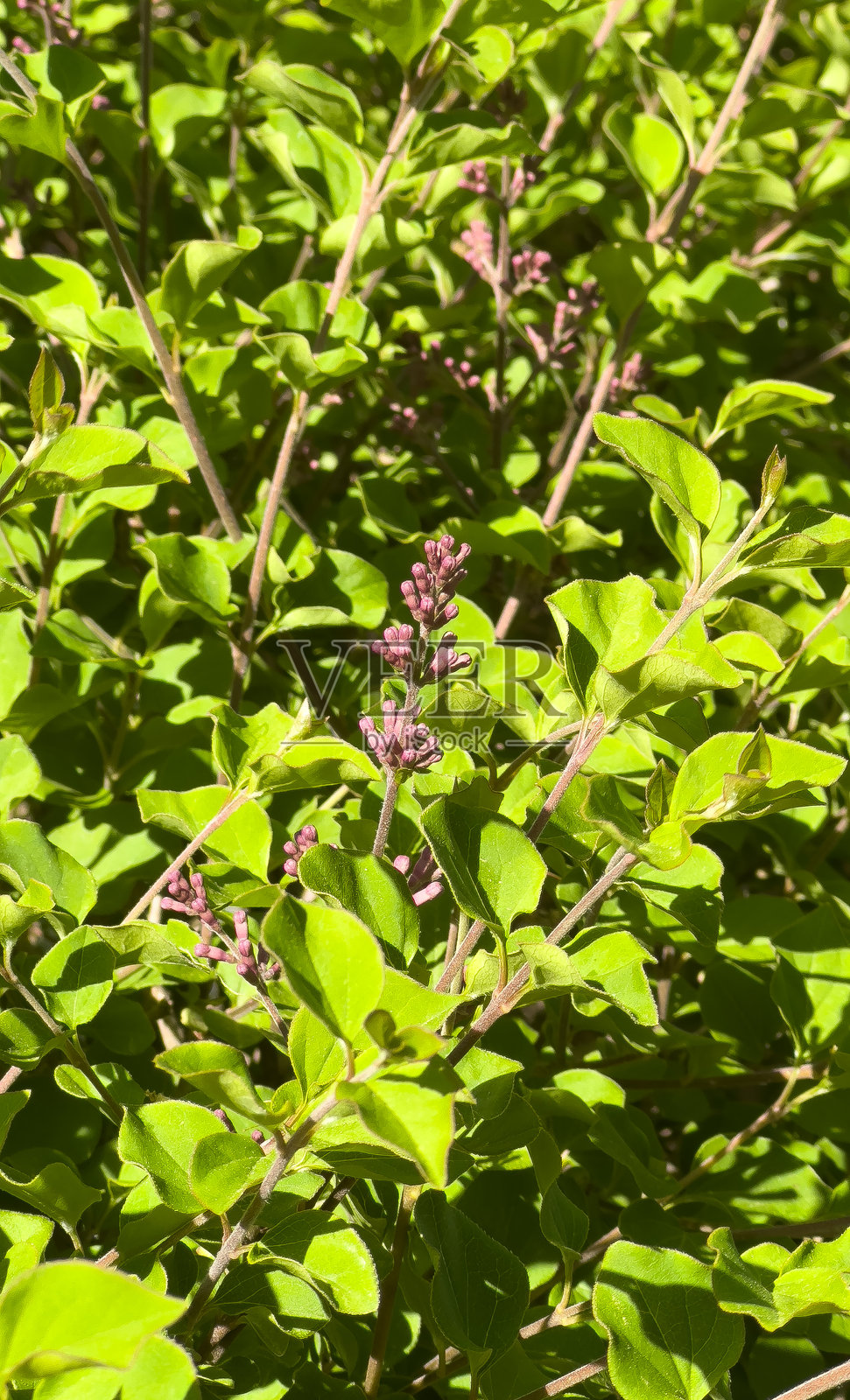 开花植物照片摄影图片
