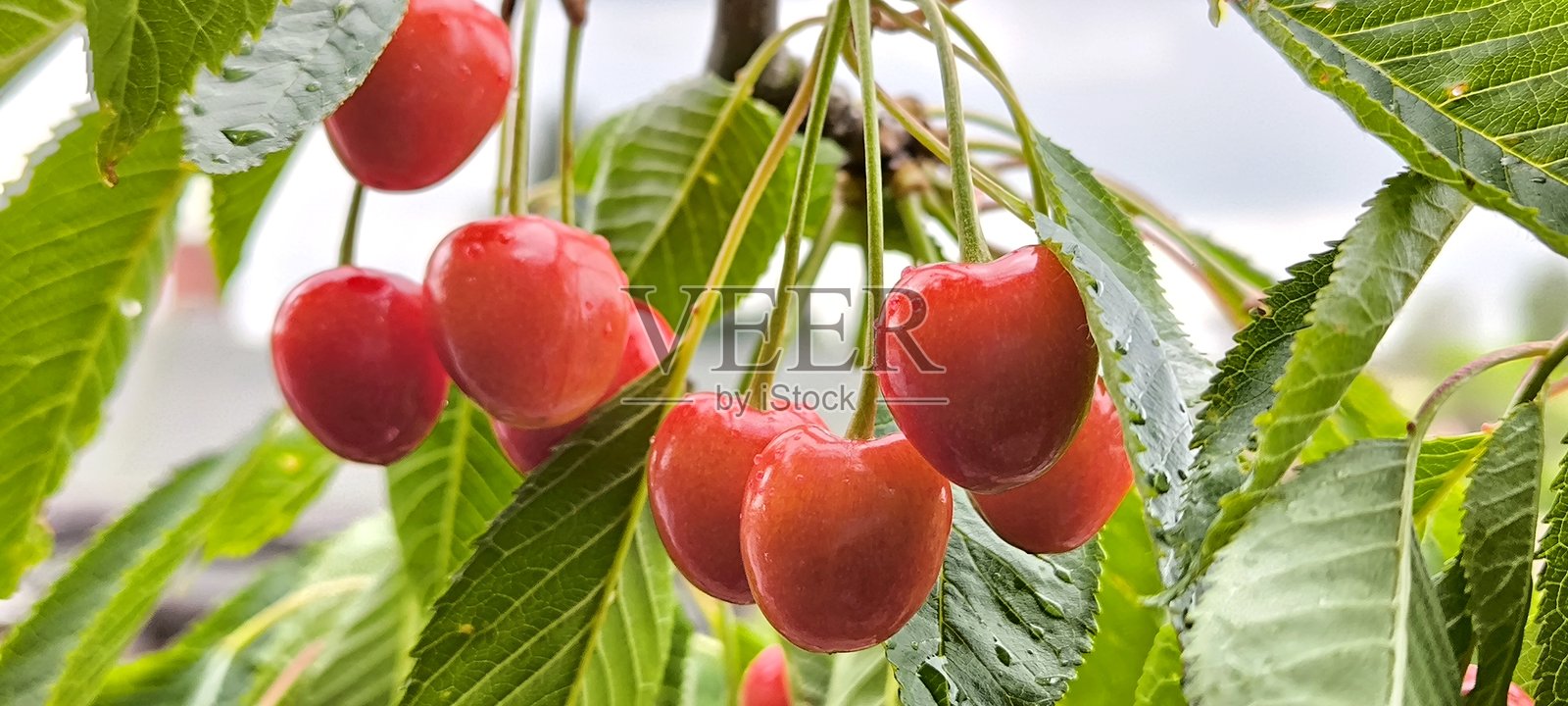 带雨滴的成熟红樱桃挂在树枝上照片摄影图片