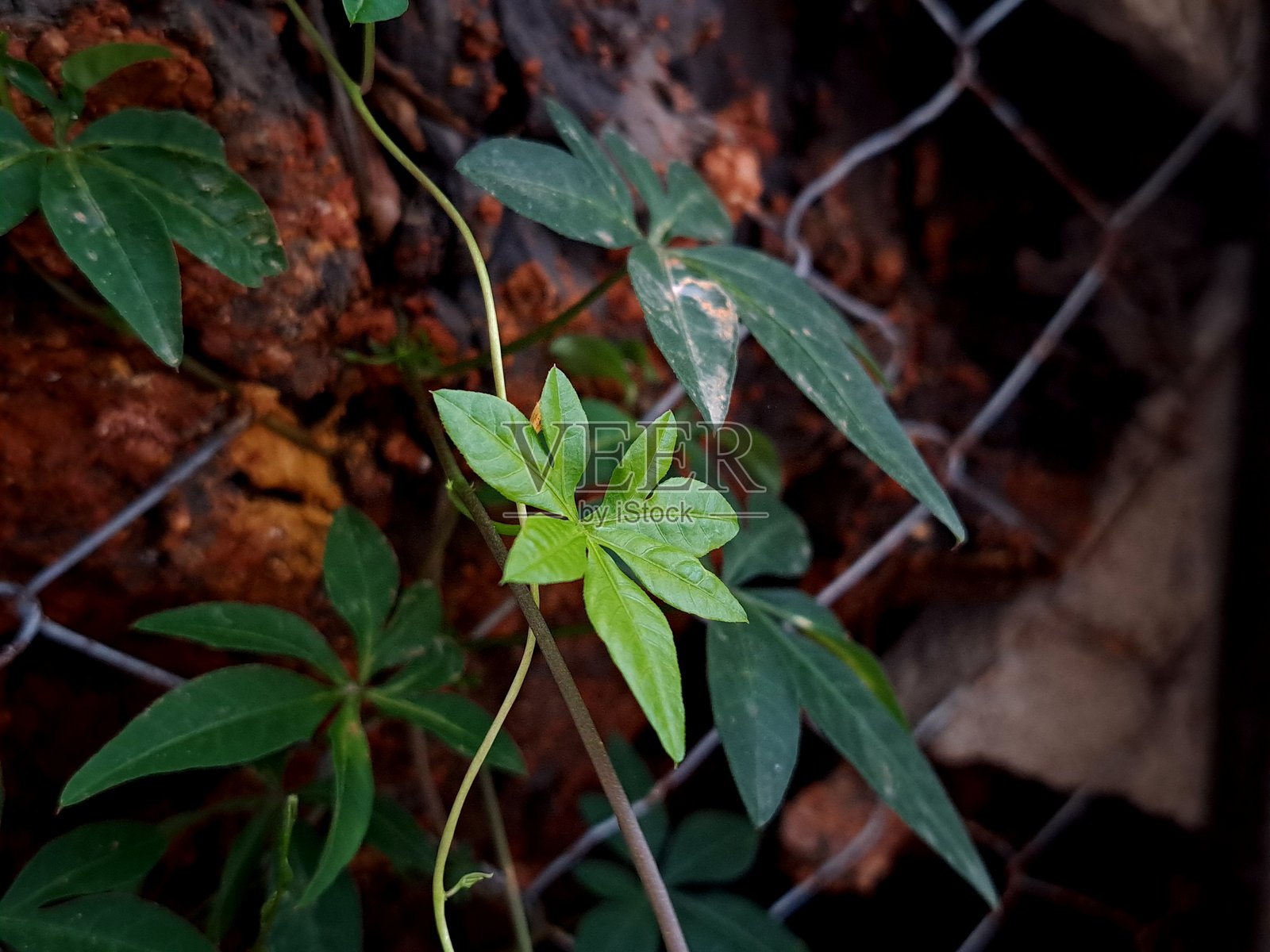 Ipomoea cairica是一种藤本草本多年生植物，具有掌状叶和大型、引人注目的白色至淡紫色花朵。作为一种牵牛花，它有许多常见名称，包括“每分钟一英里藤”、“梅西纳攀缘植物”、“开罗牵牛花”和“海岸牵牛花”。照片摄影图片