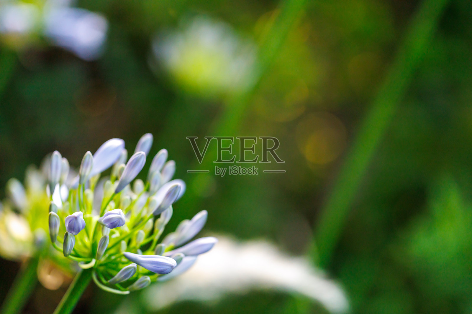 非洲百合照片摄影图片