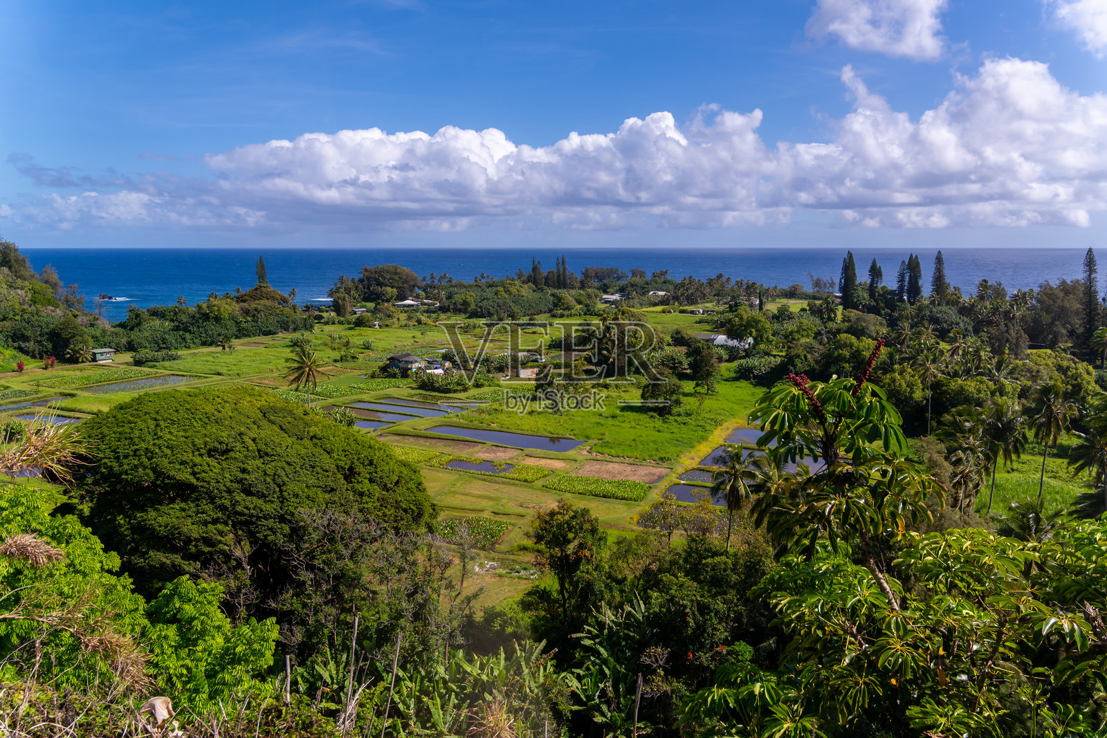 郁郁葱葱的夏威夷风景，带有芋头田、热带树木和蓝天下的海洋。照片摄影图片