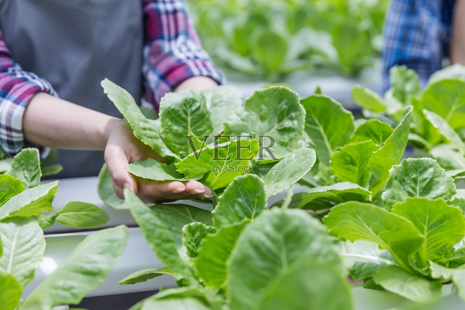 一个人手部特写，轻柔地握着在水培温室中新鲜的绿色生菜。照片摄影图片