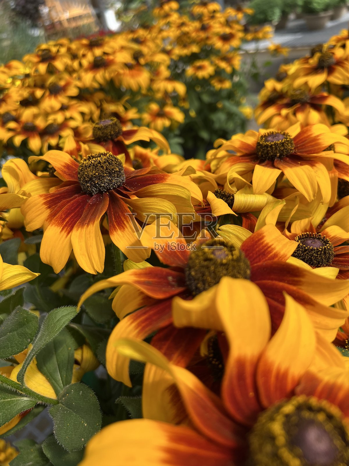 绚丽的黑心菊花盛开 - 温暖的秋季色调照片摄影图片