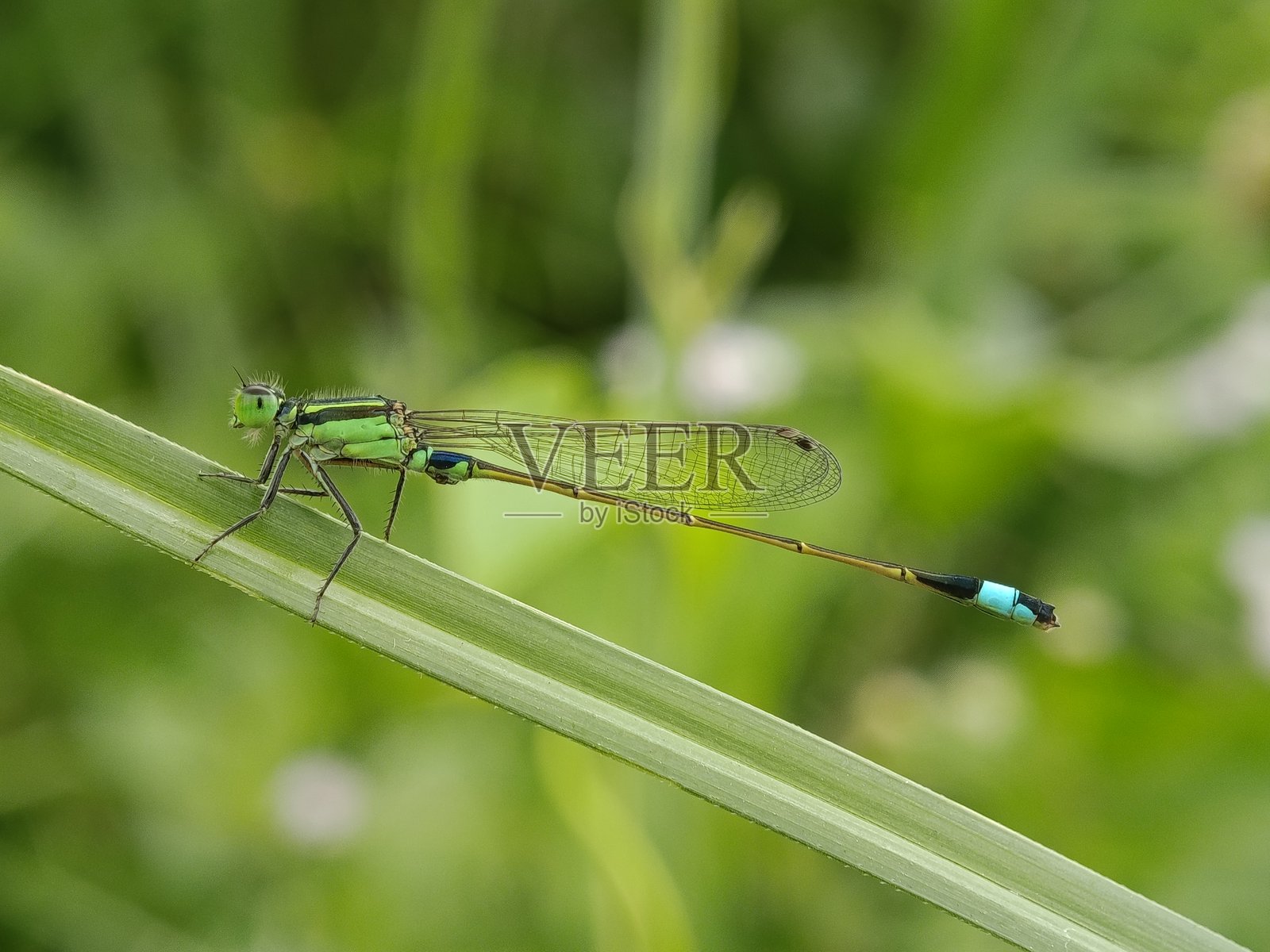 蜻蜓在草地上聚集照片摄影图片