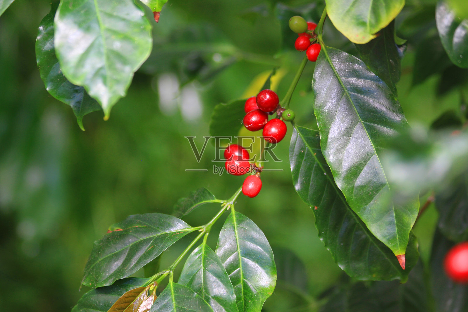咖啡植物与红色果实照片摄影图片