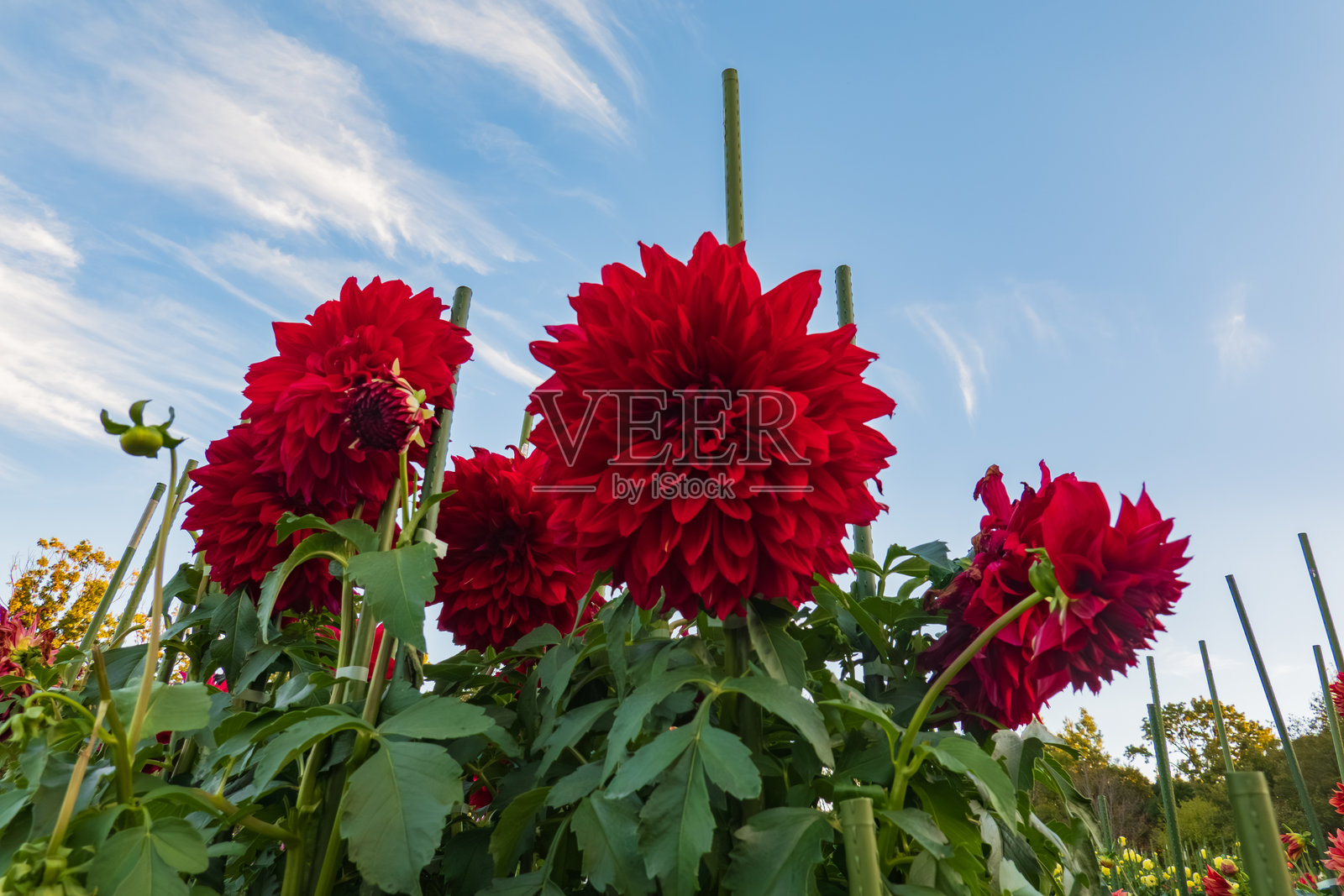 鲜艳的红色大丽花映衬着蓝天照片摄影图片