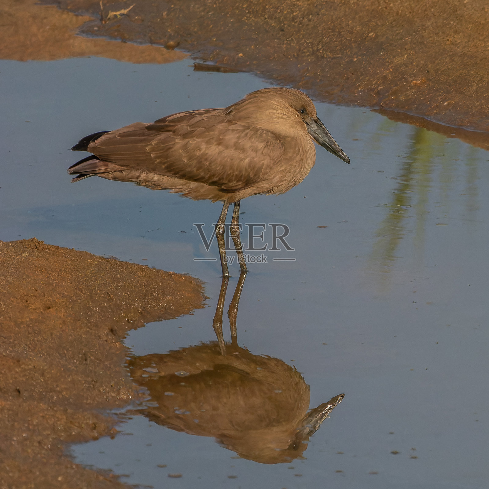 哈默科普鸟在水中的倒影照片摄影图片