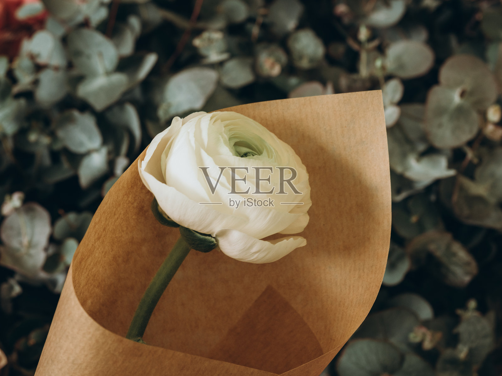 一朵白色的毛茛花照片摄影图片