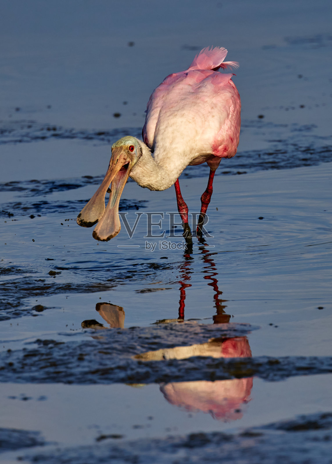 一只张嘴的玫瑰鹮鸟照片摄影图片