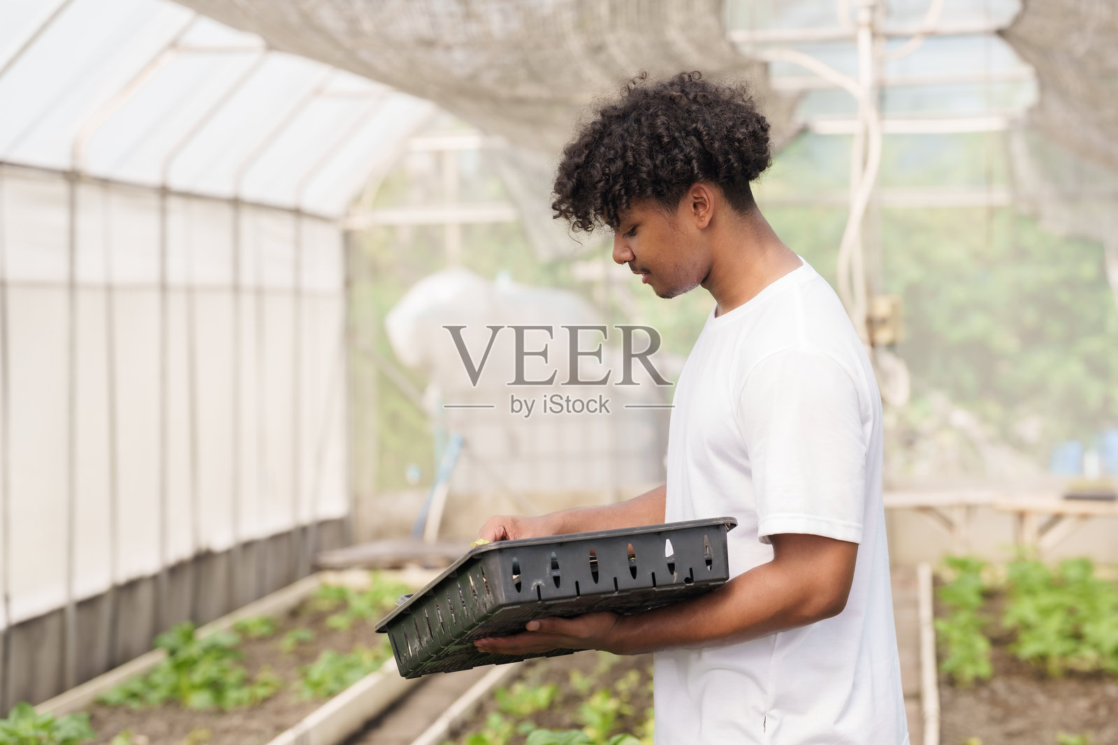 一名拥有多种族背景的男学生在温室蔬菜园中仔细检查年轻植物托盘，作为实践教育的一部分进行农业学习。照片摄影图片