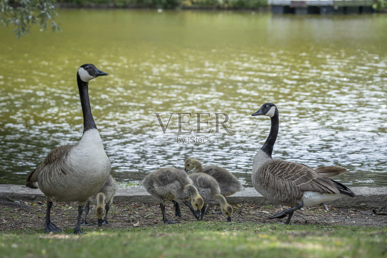 法国巴黎 - 2025年6月9日：肖蒙山公园。一对鹅和它们的小鹅在湖边寻找食物。照片摄影图片
