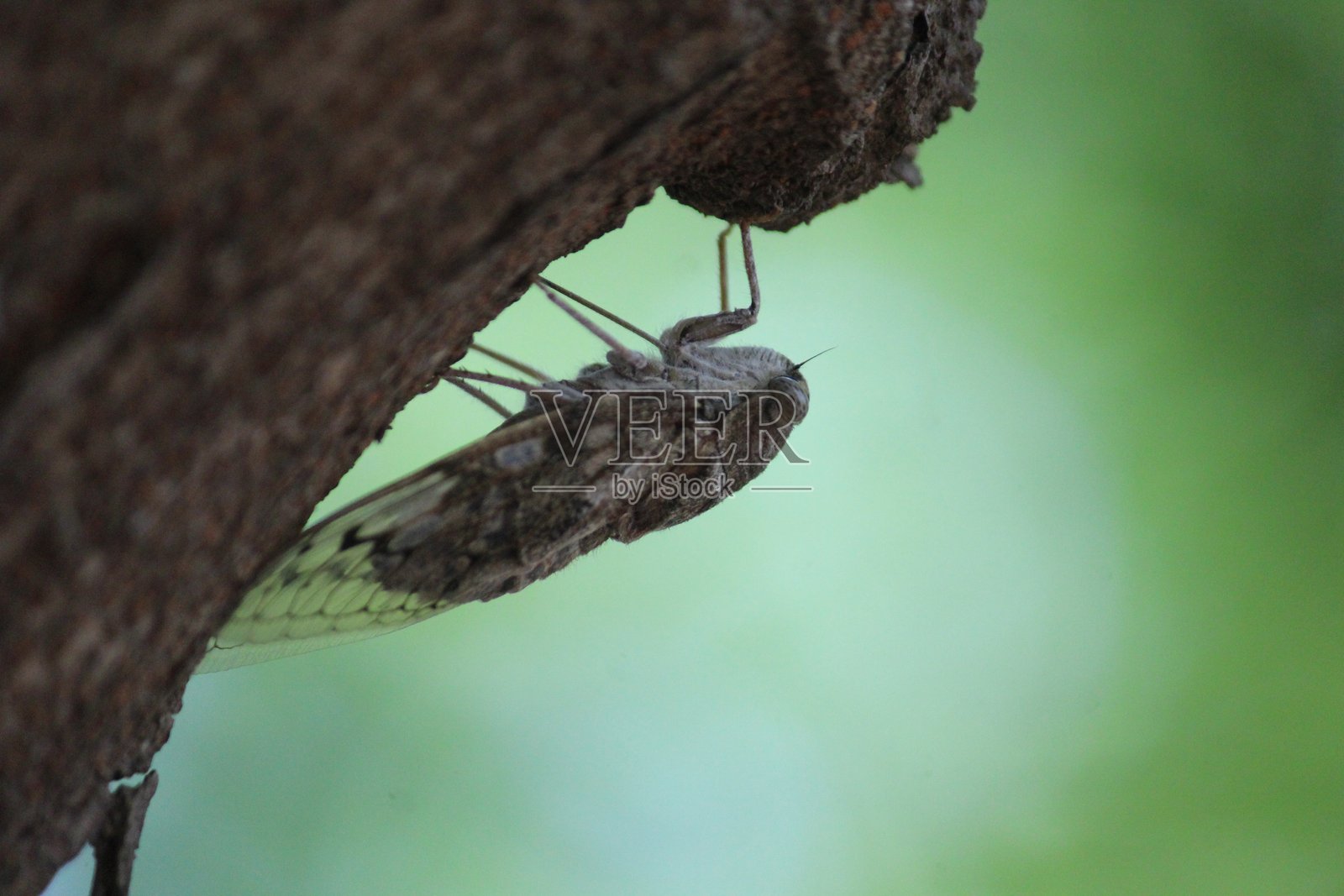 凯姆弗蝉 (Platypleura kaempferi)照片摄影图片