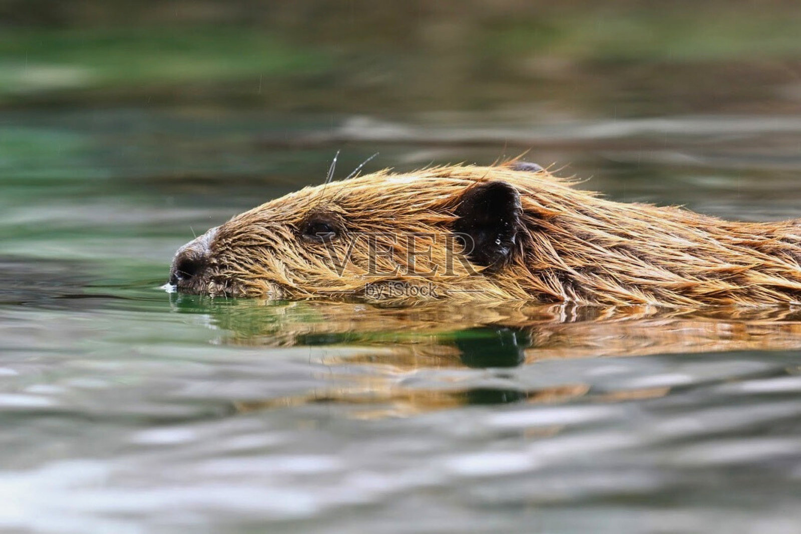 在静水中游泳的海狸照片摄影图片