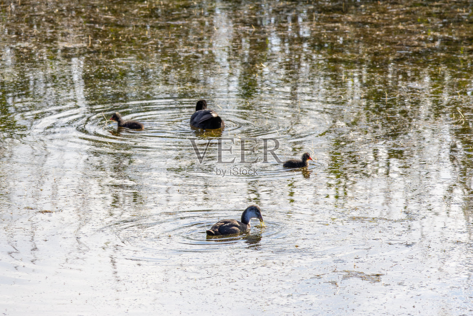 欧亚水鸡一家在宁静的湖水中游泳觅食照片摄影图片