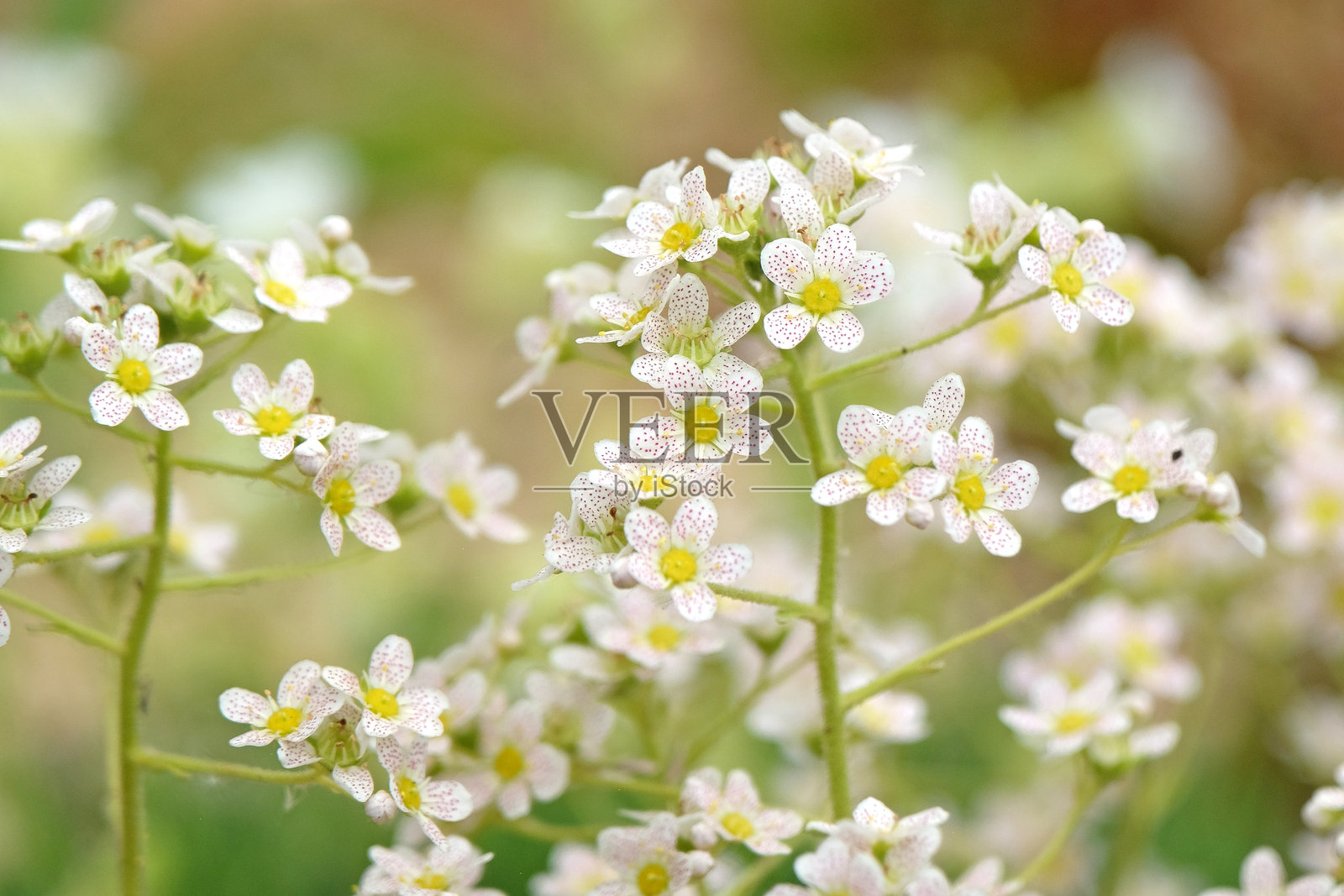 白斑山石莲花，也称为终生石苔，正在开花。照片摄影图片