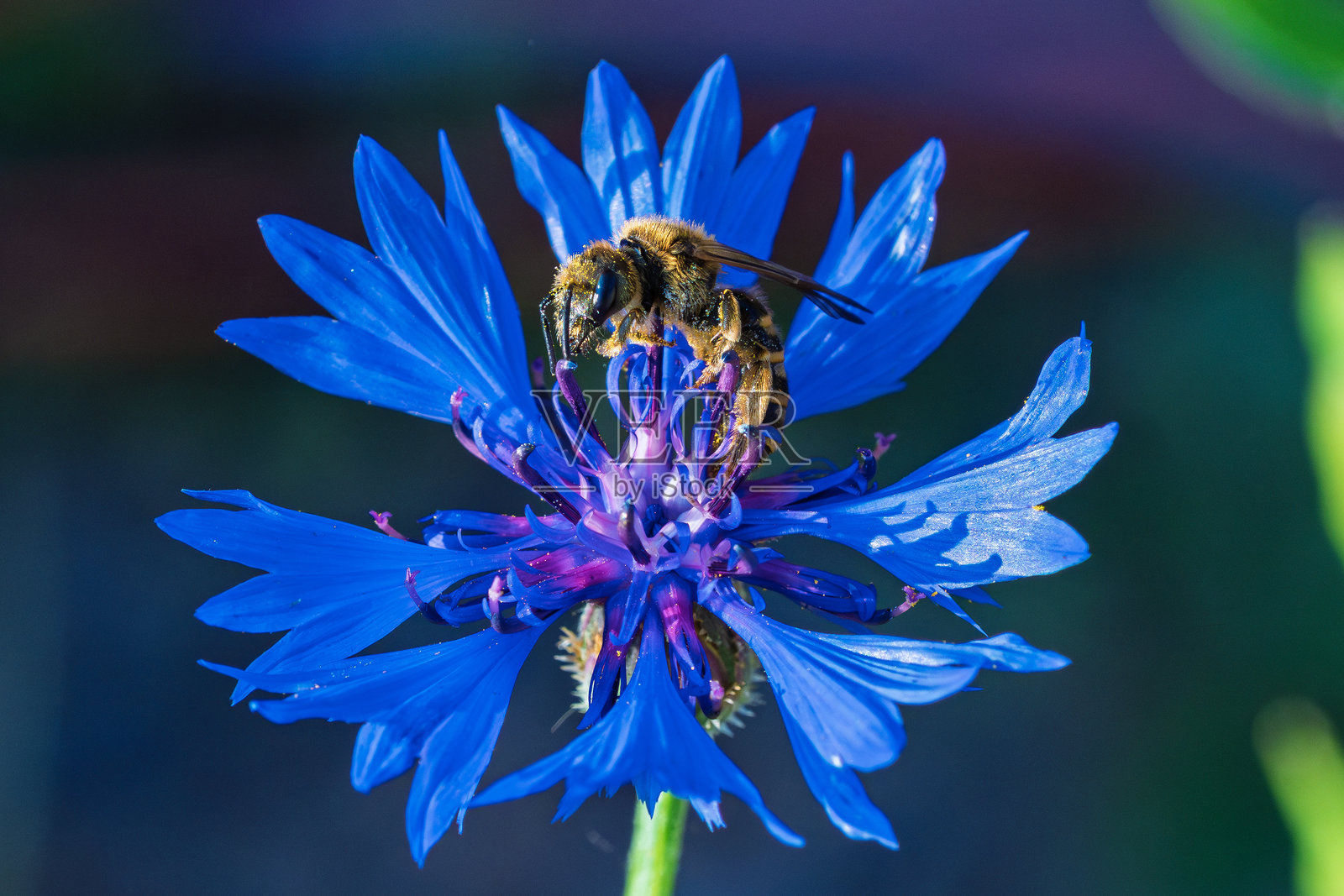 一朵惊艳的蓝色花朵上，一只蜜蜂轻松地采集花粉。照片摄影图片