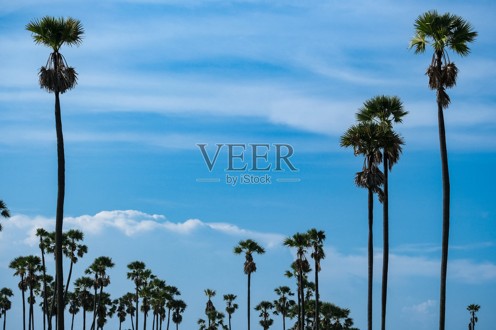 棕榈森林的天空视角。照片摄影图片