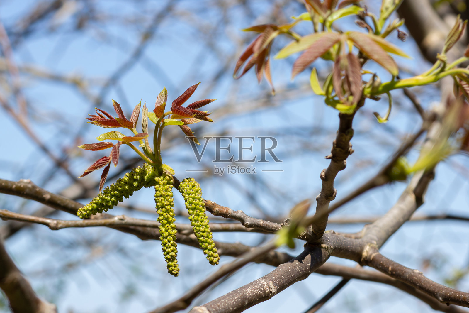 胡桃树枝上的花朵照片摄影图片