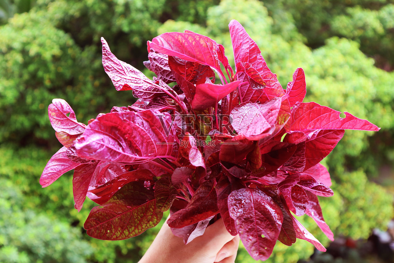手握鲜红色的紫红菠菜，背景是模糊的绿色植物。照片摄影图片