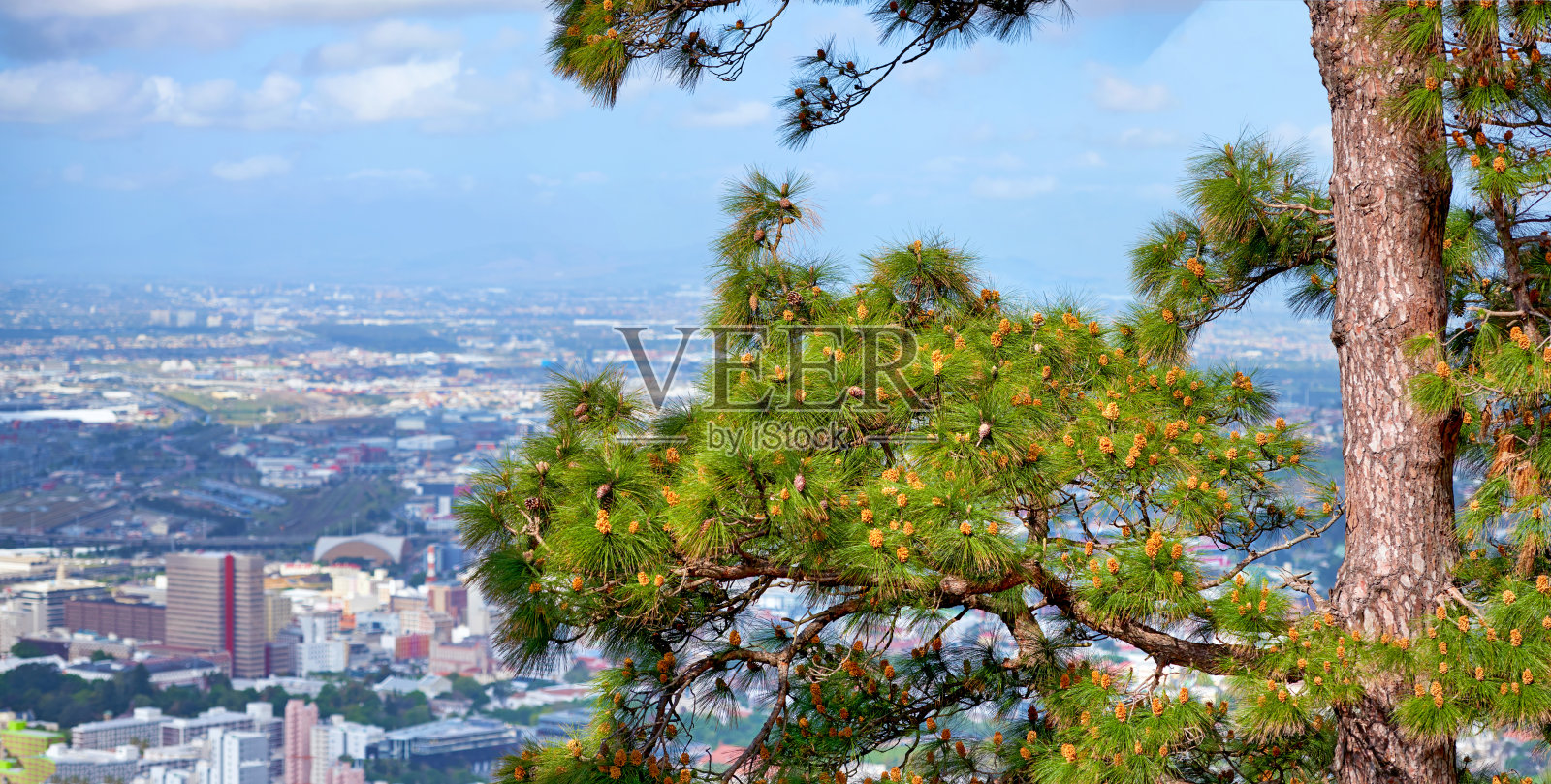 展示南非城市景观的风景观景台，周围环绕着生机勃勃的松树照片摄影图片