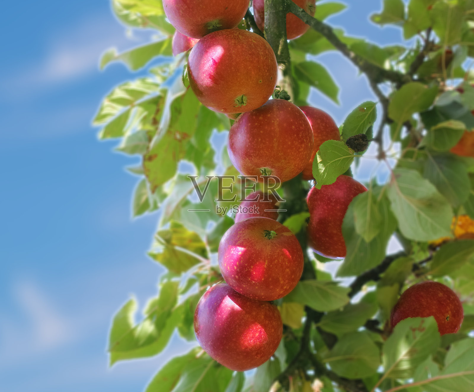 红苹果挂在树枝上，背景是晴朗的蓝天照片摄影图片