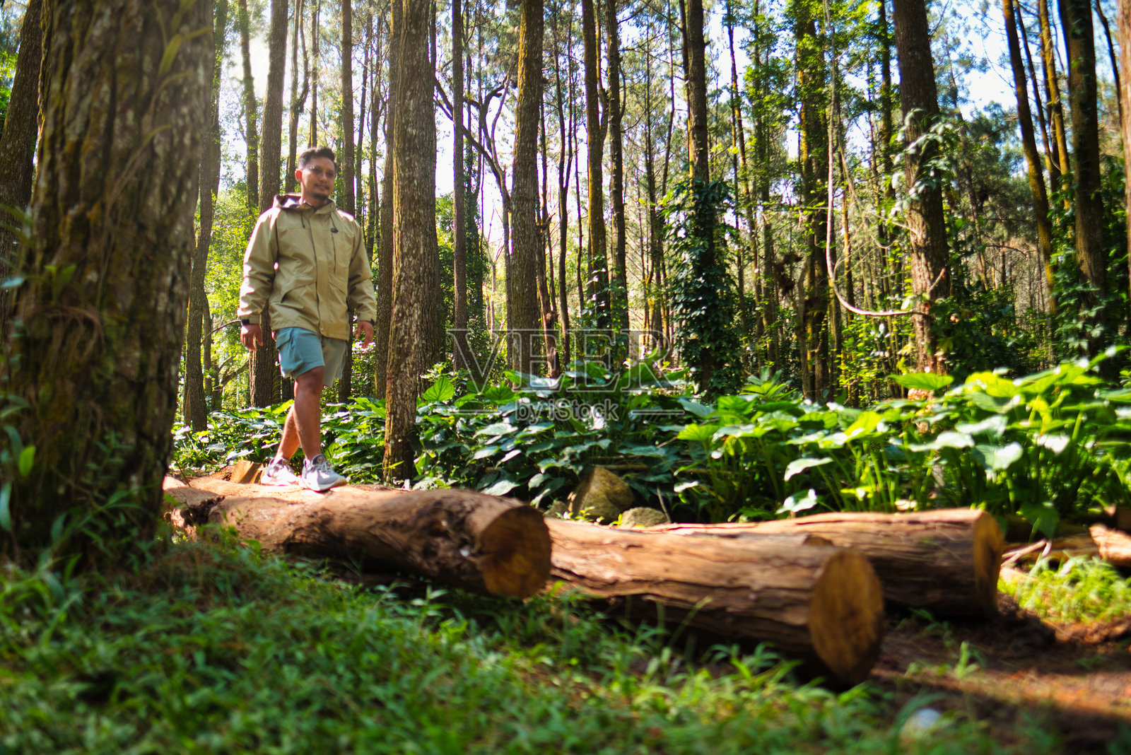 男人在森林的树干上行走，周围是高大的树木和郁郁葱葱的绿植照片摄影图片