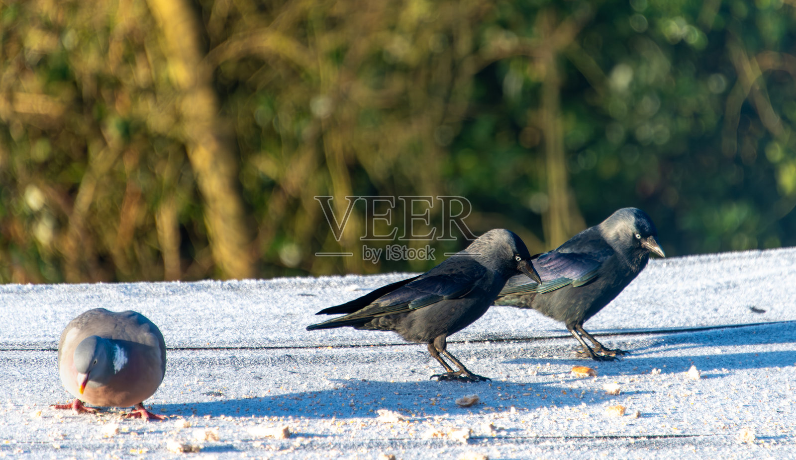 木鸽和寒鸦在结霜的花园棚屋屋顶上啄食面包屑。照片摄影图片