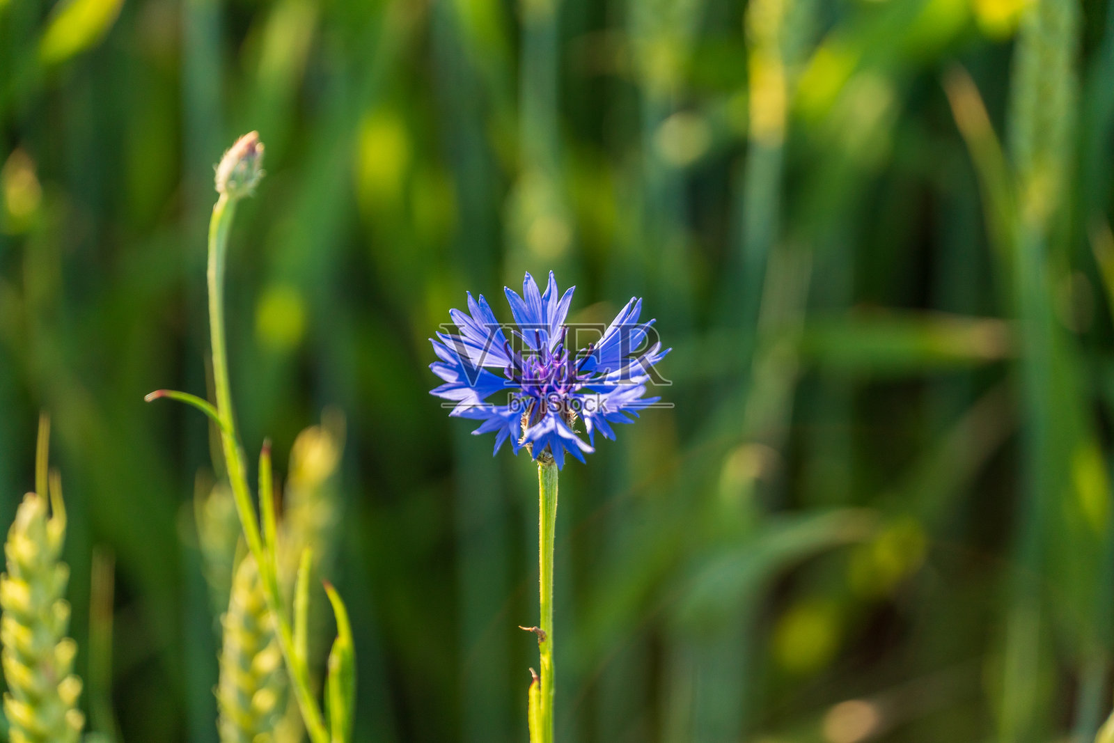 一朵鲜艳的蓝色花朵在郁郁葱葱的绿草中骄傲地绽放，享受着春日午后阳光的温暖。照片摄影图片