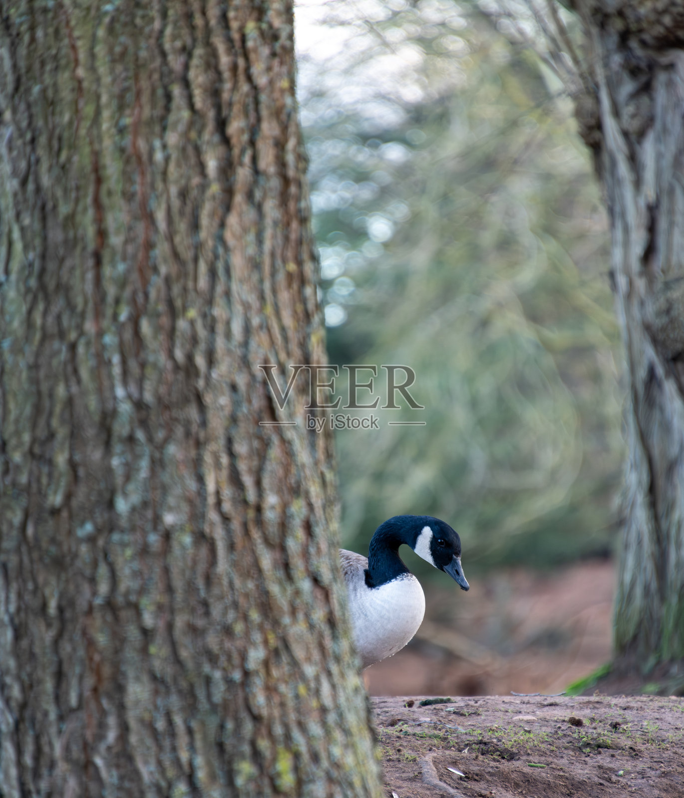 一只加拿大鹅在英格兰公园的树旁出现。照片摄影图片